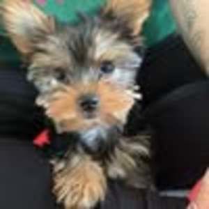 Meet your Posher, Lucy